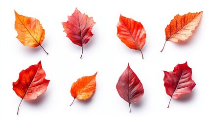 Obraz premium A row of autumn leaves are scattered across a white background