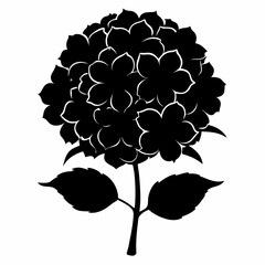 Hydrangea flower Black silhouette