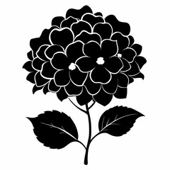 Hydrangea flower Black silhouette