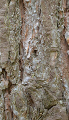 Beautiful close-up of the bark of pinus sylvestris