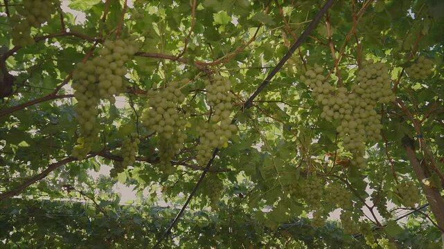 Bunches of white table grapes under an awning with sun rays penetrating, during drip irrigation with audio 2