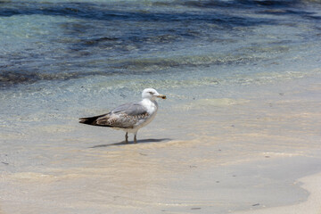Herring gull on the beach of Formentera, Balearic Islands.