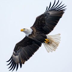 Obraz premium Majestic eagle soaring through the sky regal presence