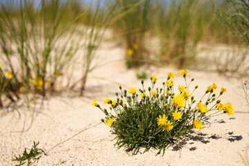 Żółte kwiaty na Bałtyckich wydmach © Piotr