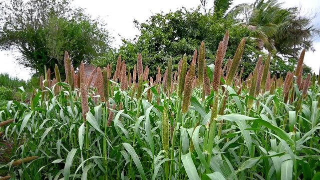 Millet field in India, millet plants and seed in farm, Bajra (pearl millet) in the field