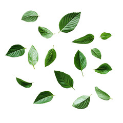 Fototapeta premium green single leaves floating isolated on transparent background, earth day