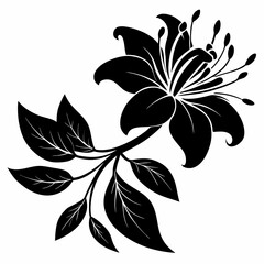 Honeysuckle flower Black silhouette
