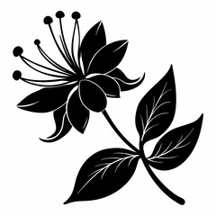 Honeysuckle flower Black silhouette