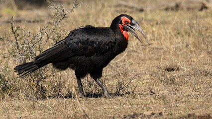 Southern Ground Hornbill (Bucorvus leadbeateri) (Bromvoël) near Skukuza in the Kruger National Park, Mpumalanga, South Africa