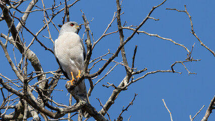 Shikra (Gebande Sperwer) (Accipiter badius) near Skukuza in the Kruger National Park, Mpumalanga, South Africa