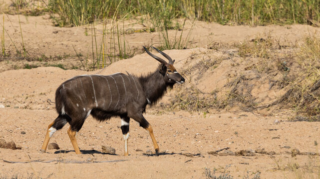 Nyala bull (Tragelaphus angasii) near Lower-Sabie in the Kruger National Park, Mpumalanga, South Africa 
