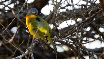Grey-headed Bushshrike (Malaconotus blanchoti) (Spookvoël) near Skukuza in the Kruger National Park, Mpumalanga, South Africa