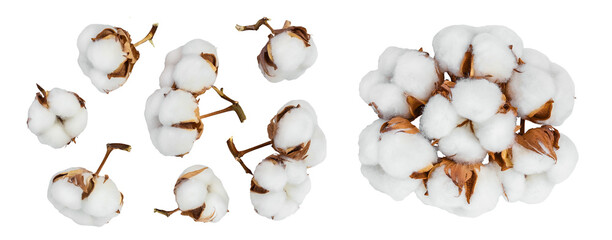 Cotton plant flower isolated on white background full depth of field. Top view. Flat lay