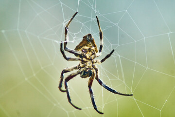 Macro spider in web Mt Larcom Queensland Australia