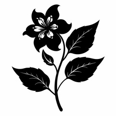 Obraz premium Balsam flower Black silhouette