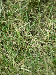 Green grass texture. Field of green grass, a lawn in spring. Background of color grass. Closeup of a freshly mowed lawn, park. Sports turf surface. Backdrop of pasture close up. Nature Wallpaper.