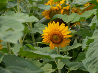 Sunflowers in a field of agriculture at sunset. Sunflower landscape flower concept. Field of sunflowers and flowers. Aerial view of fields of sunflowers and flowers in agriculture lifestyle at sunset.