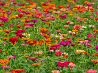 Flower meadow under a clear summer sky in color field