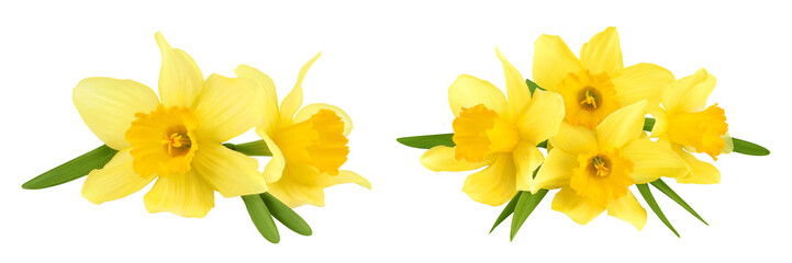 Daffodil flower or narcissus isolated on white background with full depth of field