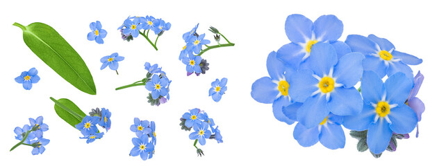 Fototapeta premium forget-me-not flowers isolated on white background. Top view. Flat lay