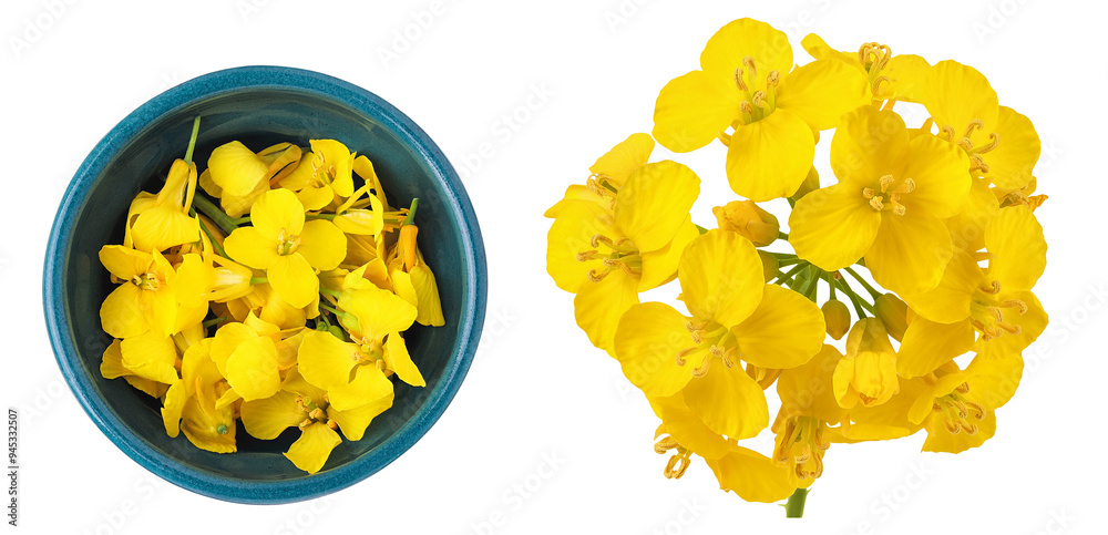 Poster Rapeseed flowers in ceramic bowl isolated on white background, Top view. Flat lay