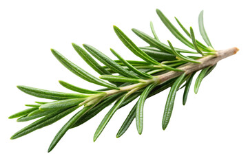 Obraz premium A rosemary sprig, emphasizing the fresh green leaves. The contrast with the transparent background highlights the texture of the leaves