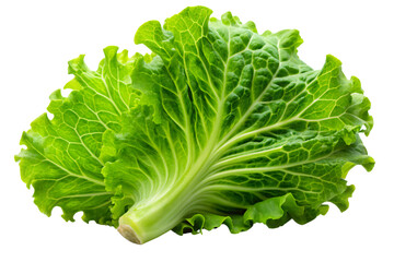 A side view of a single lettuce leaf, highlighting the detailed texture of its veins and the slight curve of its form, on a transparent background