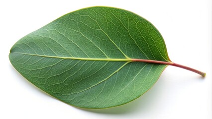 Obraz premium Freshly picked eucalyptus leaf with waxy texture and vibrant green color, showcasing its elliptical shape and delicate veins against a soft, creamy white background.