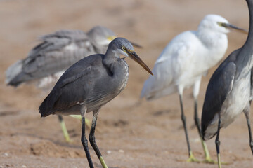 Egret standing on the beach. Bird background.