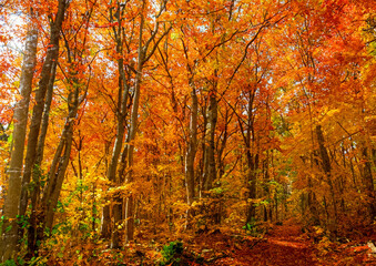 日本　秋　落ち葉　森　林　背景　壁紙