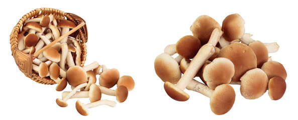 honey fungus mushrooms in a wicker basket isolated on white background full depth of field © kolesnikovserg