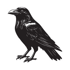 Fototapeta premium crow isolated on white, crow vector illustration, petvector art, crow silhouette, animal vector icon, crow line art, eps 