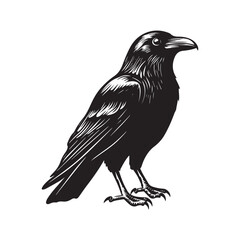 Fototapeta premium crow isolated on white, crow vector illustration, petvector art, crow silhouette, animal vector icon, crow line art, eps 