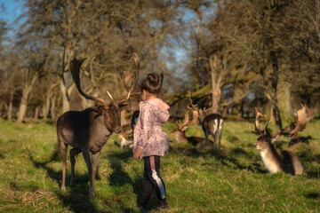 Young girl feeding heard of Fallow Deer with large antlers, with blurred forest and other animals...