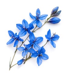 Blue flowers isolated on a white background
