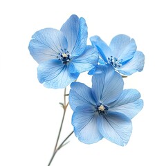 Blue flowers isolated on a white background