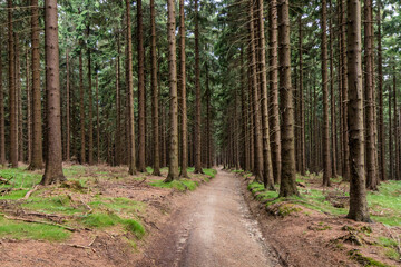 Forest path in Beskydy mountains, Czech Republic