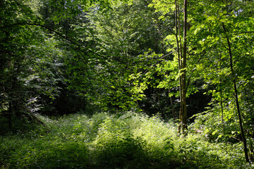 Springtime deciduous stand with old trees