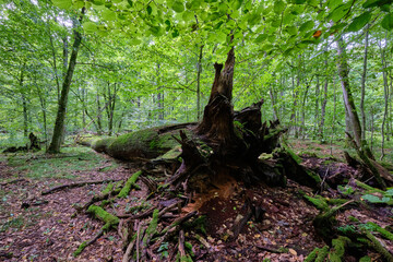 Summertime wet mixed forest with broken old trees