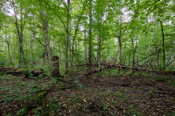 Summertime wet mixed forest with broken old trees