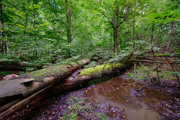 Obraz premium Summertime deciduous forest with broken old trees