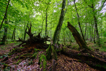 Summertime deciduous forest with broken old trees