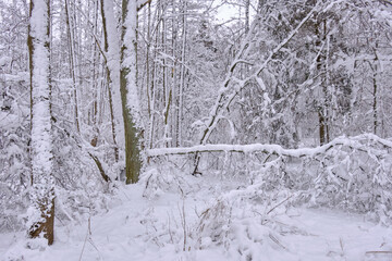 Wintertime landscape of snowy coniferous tree stand