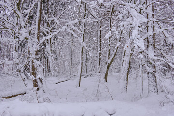 Wintertime landscape of snowy coniferous tree stand
