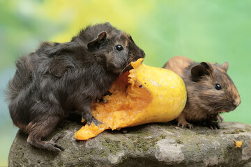 Fototapeta premium Two adult guinea pigs are eating a ripe papaya fruit that has fallen to the ground. This rodent mammal has the scientific name Cavia porcellus.