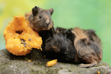 Two adult guinea pigs are eating a ripe papaya fruit that has fallen to the ground. This rodent mammal has the scientific name Cavia porcellus.