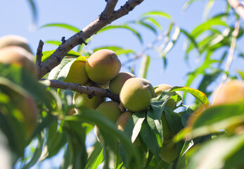 Fruits of peaches on the branches of a fruit tree in the garden.