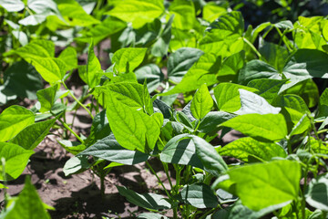 Flowering beans in the garden. Growing red beans