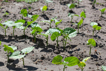 Flowering beans in the garden. Growing red beans