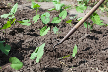 Flowering beans in the garden. Growing red beans